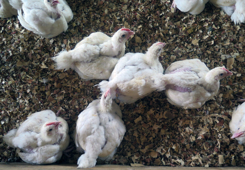 An “unprecedented” number of bird flu infections hit Europe the UK