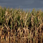 Dampened Crops: Wet Weather Foreshadows Food Inflation in the UK