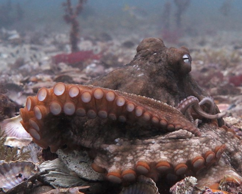 Enormous Octopus Emerges from Thames at Parliament, Advocating for a Transformation in Ocean Conservation