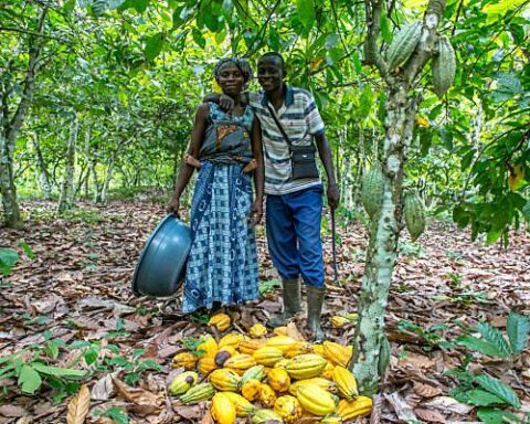 Global chocolate production impacted by cocoa production forecast and cocoa supply trends