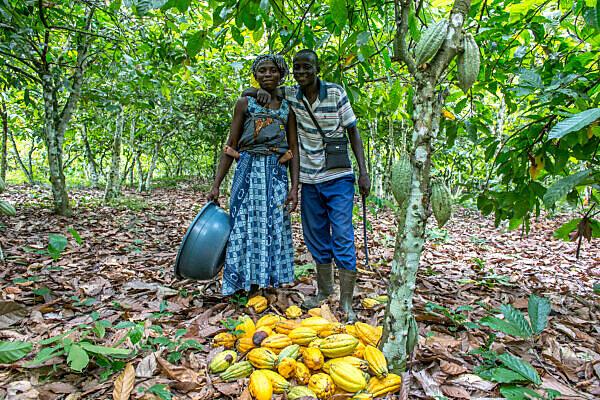 Global chocolate production impacted by cocoa production forecast and cocoa supply trends