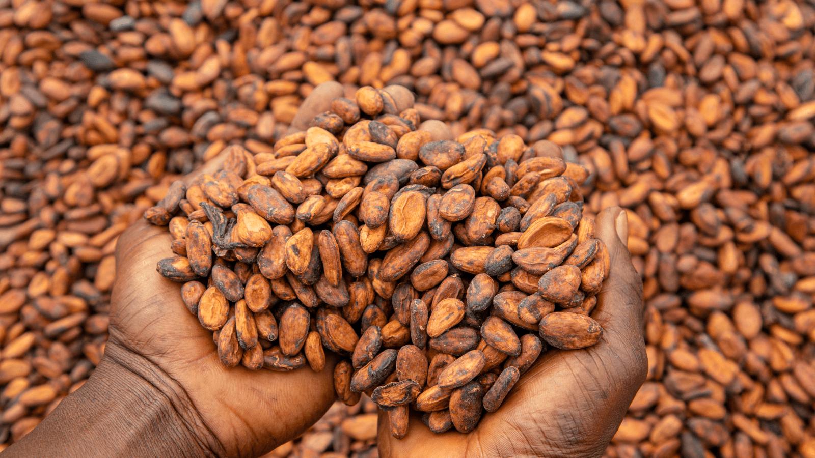 Cocoa Production Forecast Signals Stronger Global Supply Ivory Coast 2026 2 Farmers harvesting cocoa beans linked to cocoa production forecast growth in West Africa