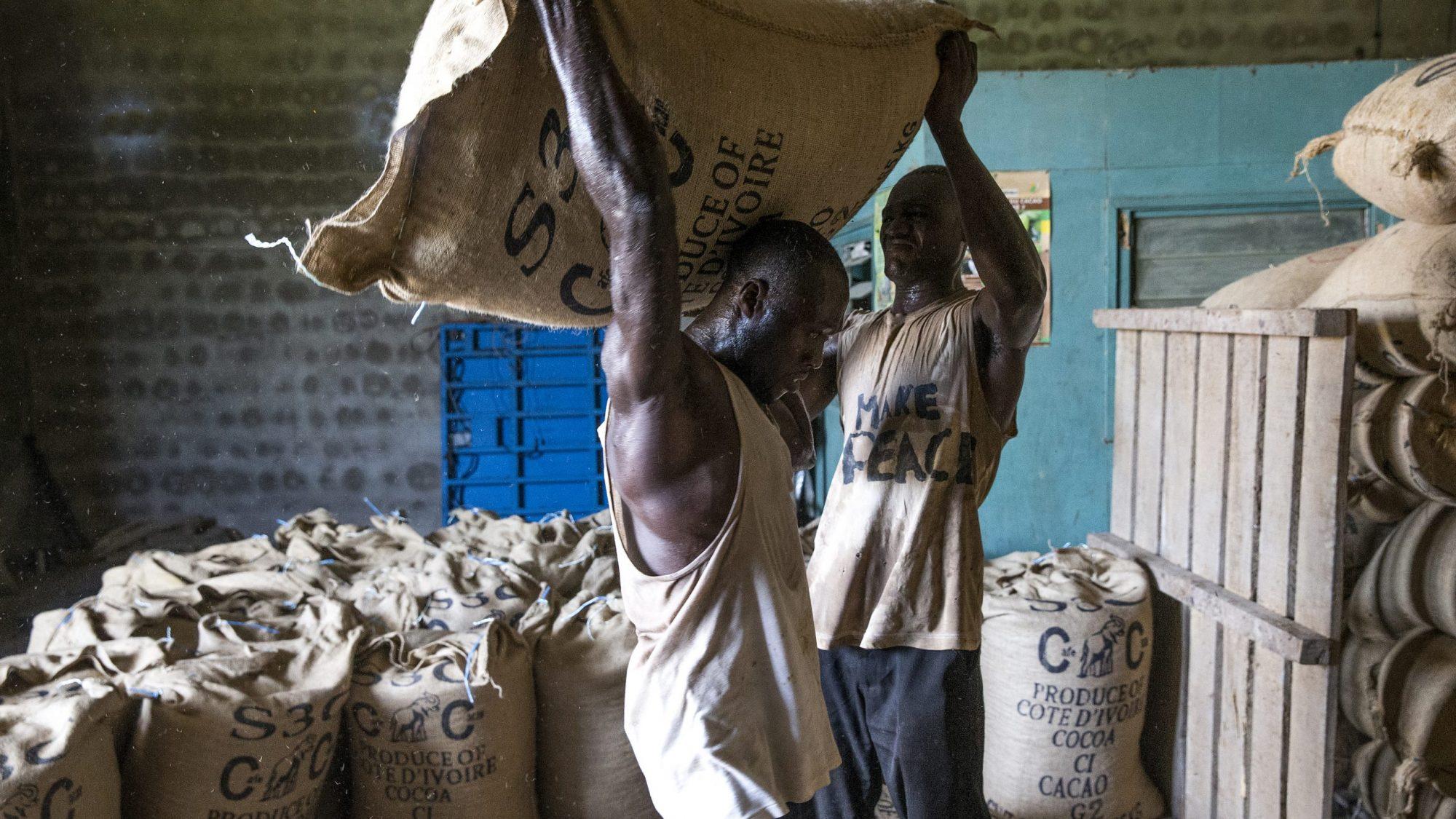 Cocoa Production Forecast Signals Stronger Global Supply Ivory Coast 2026 1 Cocoa production forecast showing cocoa farming activity in Ivory Coast during 2026 harvest season