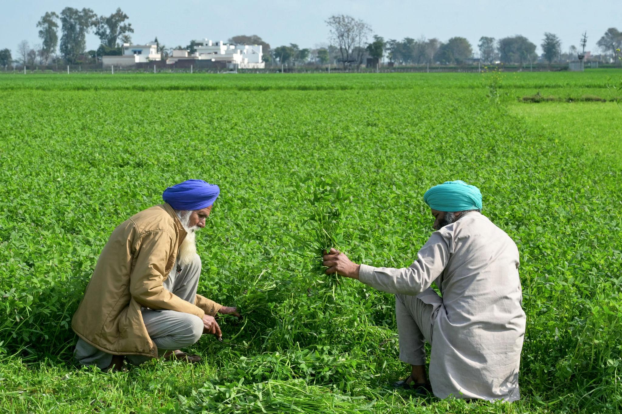 Food market activity in India reflecting consumer price growth trends and inflation concerns