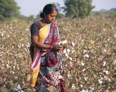Cotton industry developments influence India textile exports and production capacity