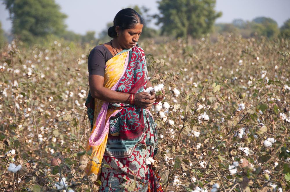 Cotton industry developments influence India textile exports and production capacity