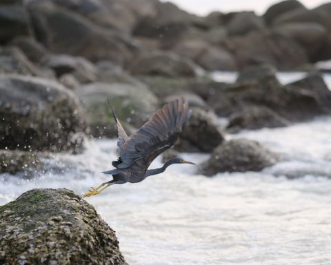 Simon Hugheston-Roberts identifying western reef heron