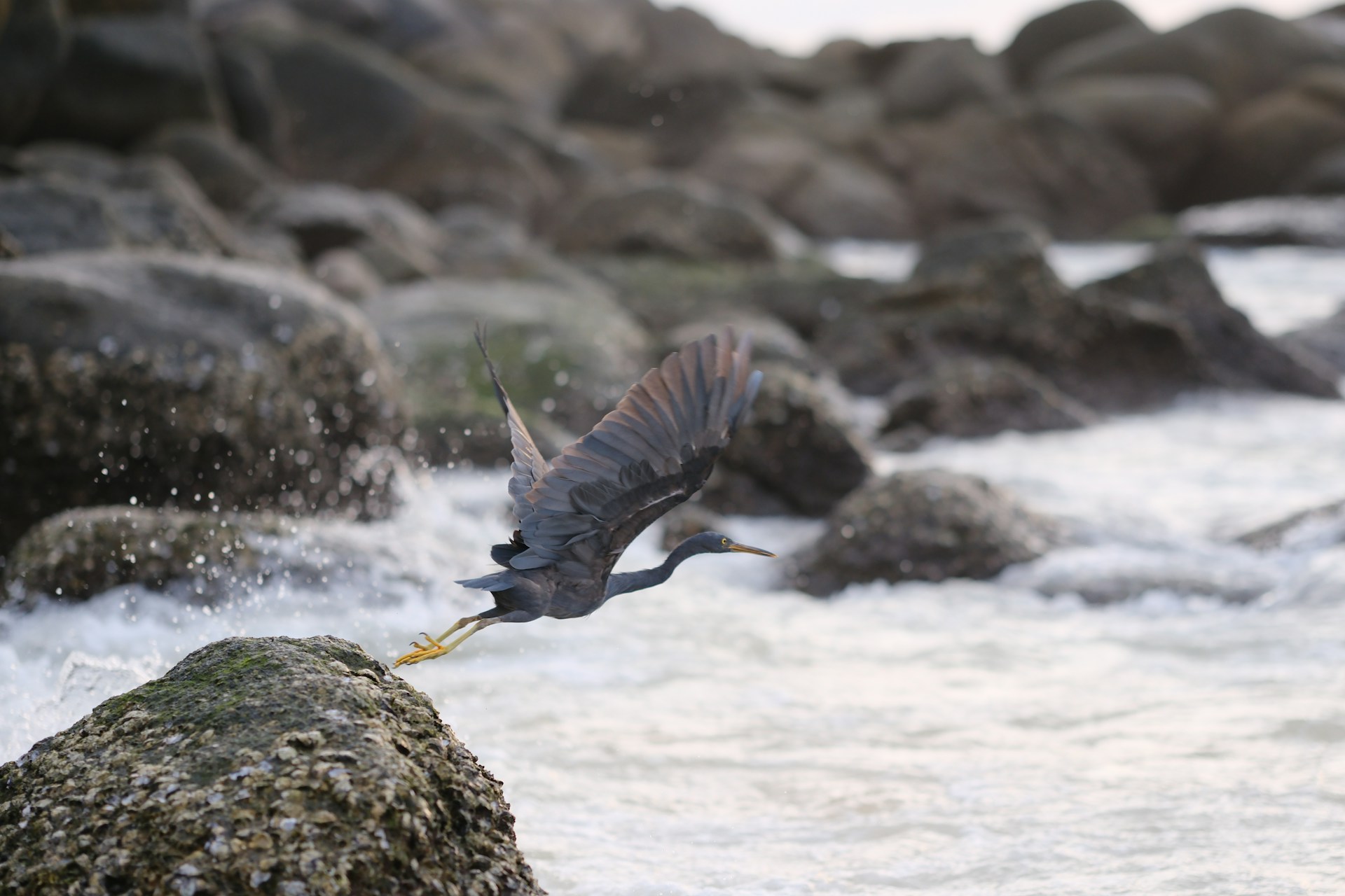 Simon Hugheston-Roberts identifying western reef heron
