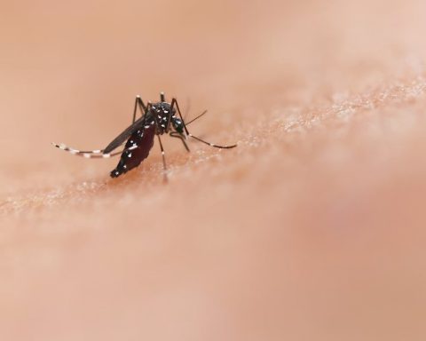 Sri Lanka battles surge in dengue fever