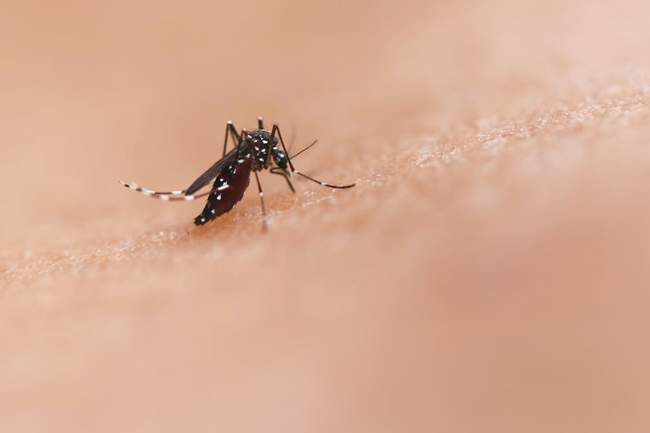 Sri Lanka battles surge in dengue fever