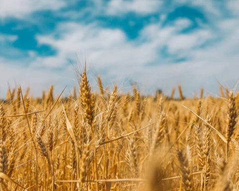 Russian attacks could cut Ukraine grain exports