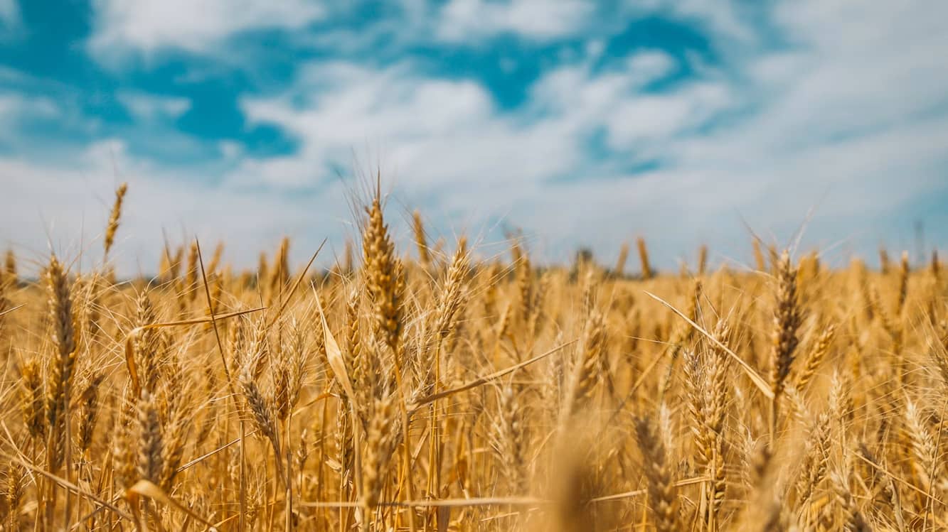 Russian attacks could cut Ukraine grain exports