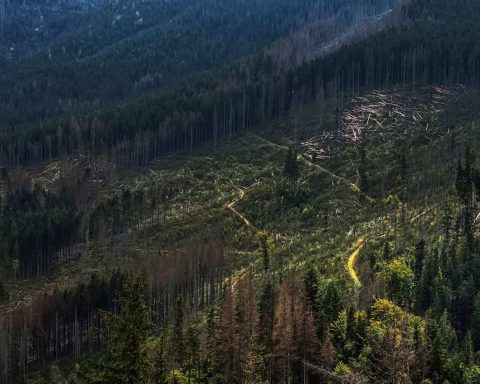 Coffee beans linked to illegal deforestation