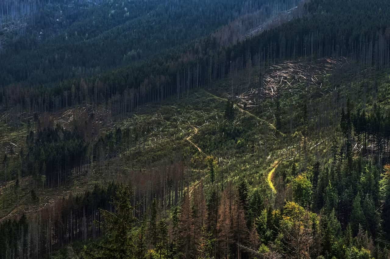 Coffee beans linked to illegal deforestation