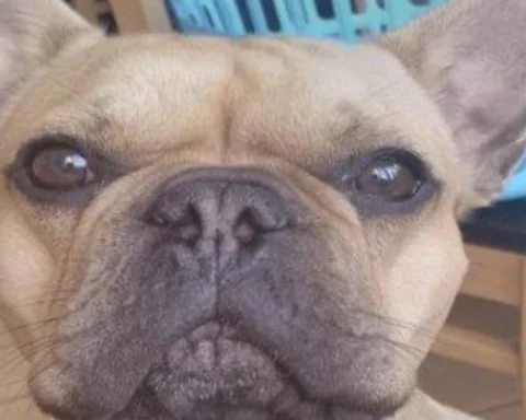 £45M drug plot exposed by man's dog photo in Bromley 
