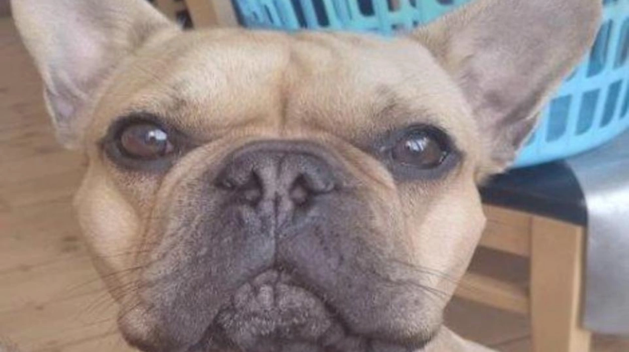 £45M drug plot exposed by man's dog photo in Bromley 