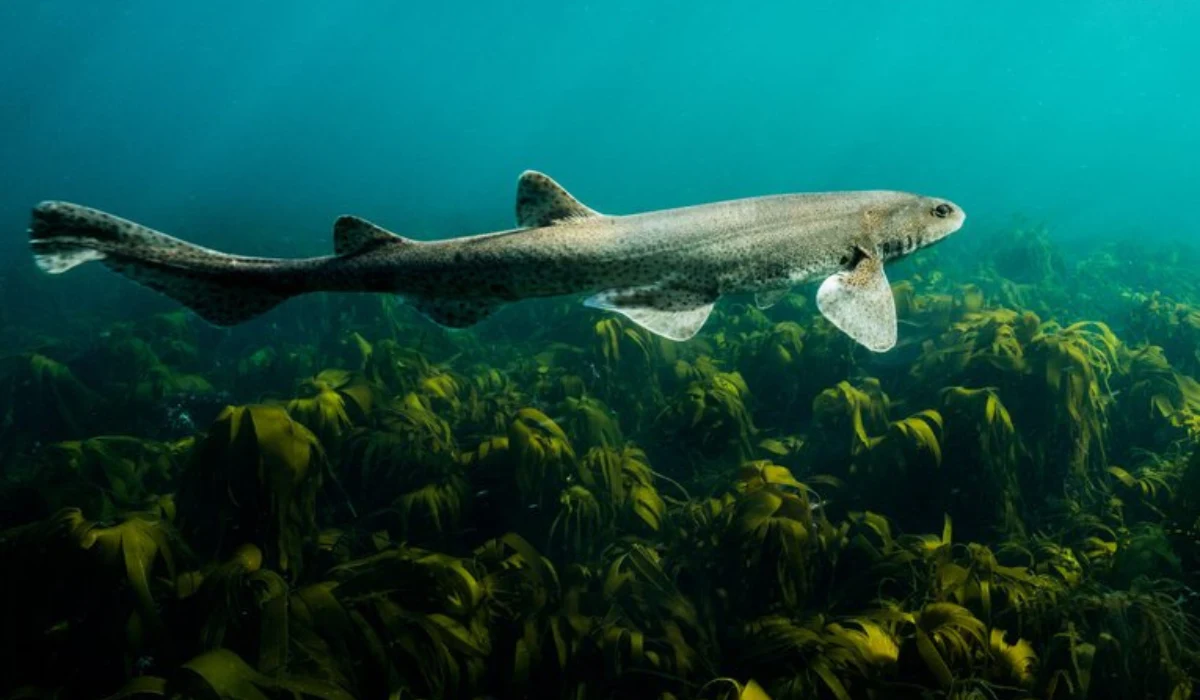 81 Marine Species in Sussex Coastline 