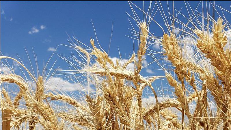 China Canada Trade Ruling Sparks New Momentum in International Agricultural Trade Ottawa 2026 3 Canola oil processing facility impacted by China Canada trade ruling