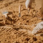 Brazil dinosaur fossils excavation site where scientists uncovered giant prehistoric remains