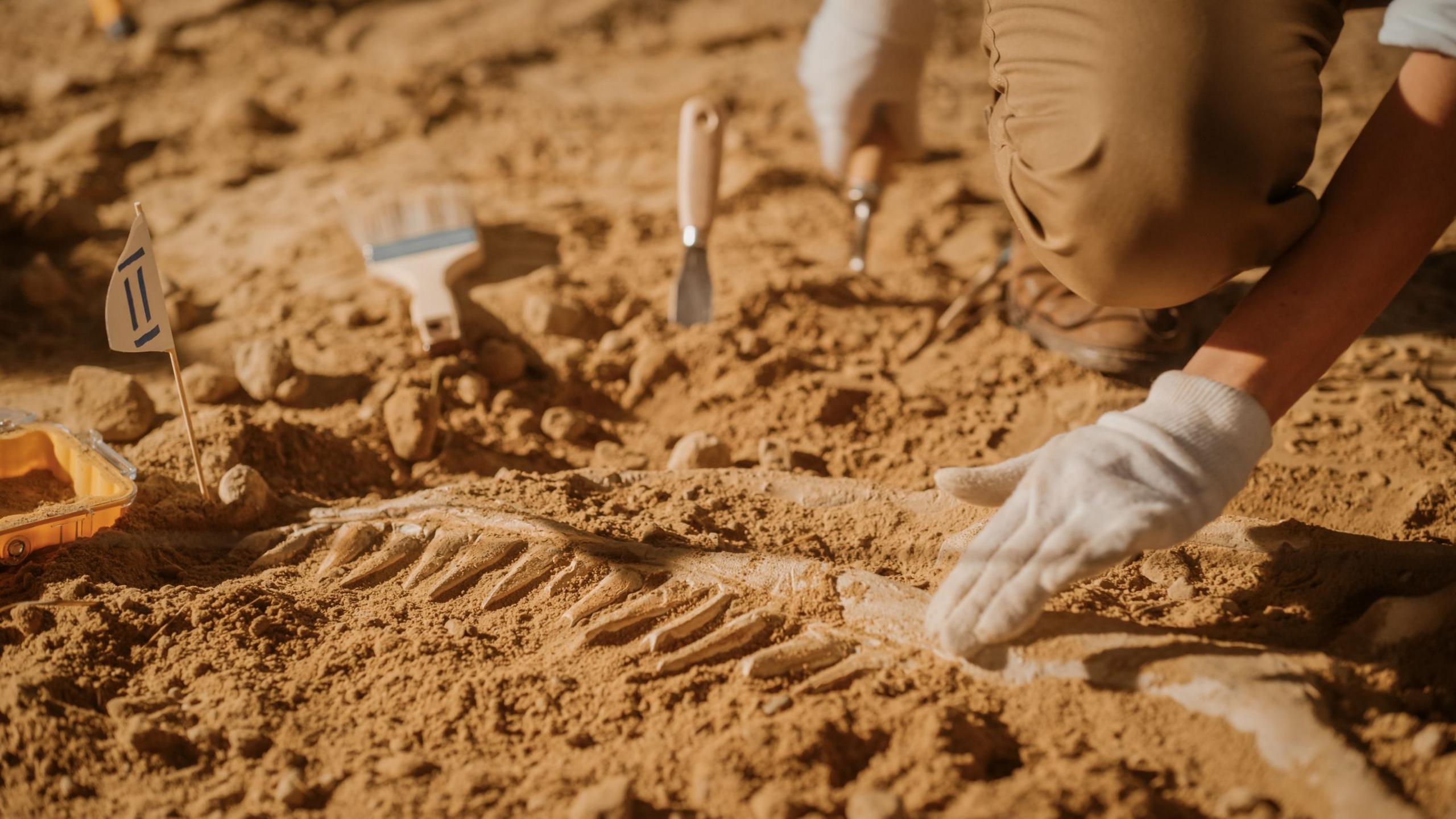 Brazil dinosaur fossils excavation site where scientists uncovered giant prehistoric remains
