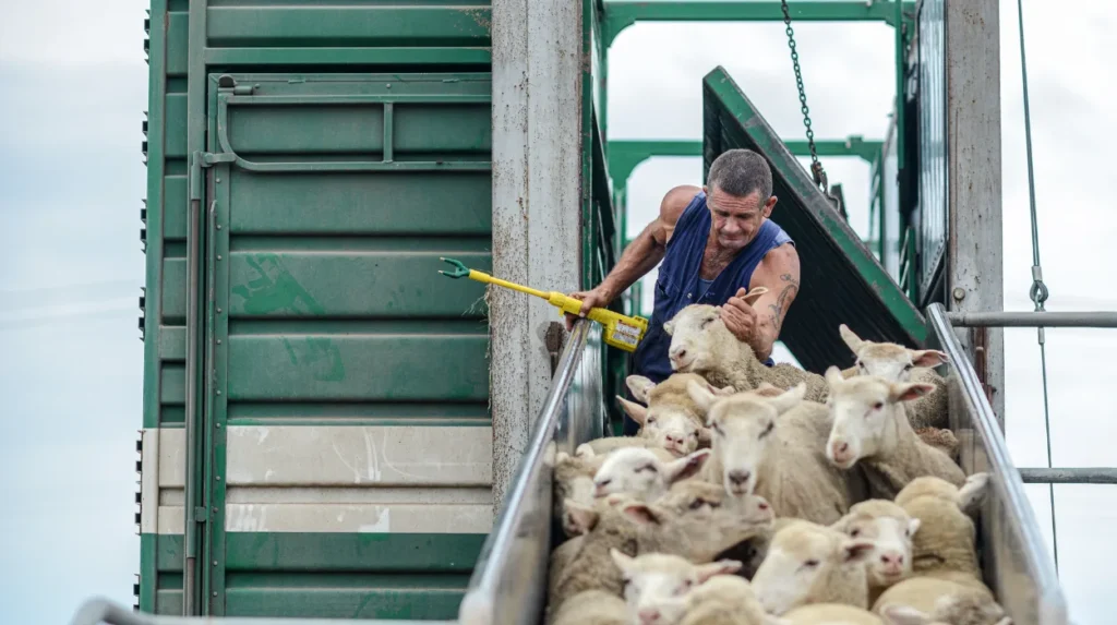 Animal groups Labour failed to act on animal welfare