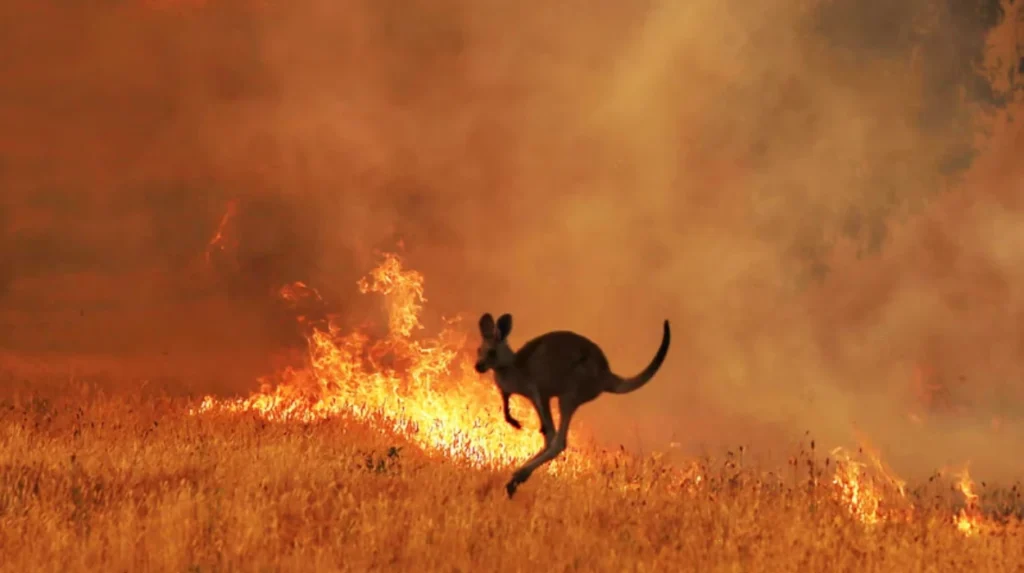 Australia bushfires: The race to save animal casualties