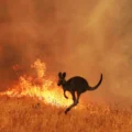 Australia bushfires: The race to save animal casualties