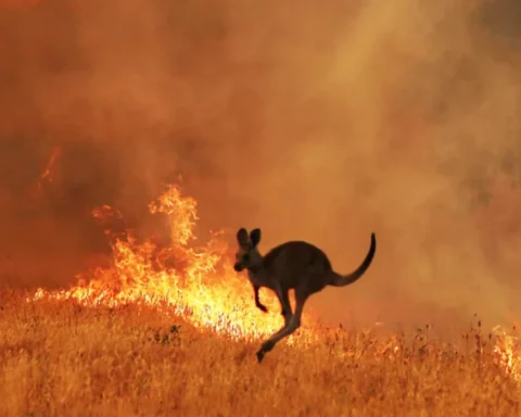 Australia bushfires: The race to save animal casualties