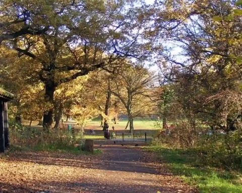 Barnet Council halts plan to remove East Finchley trees
