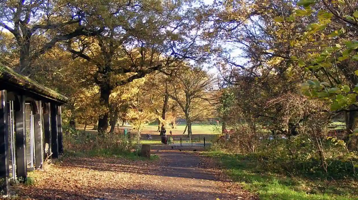 Barnet Council halts plan to remove East Finchley trees