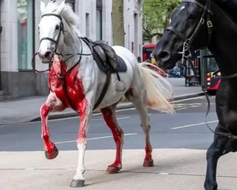 British Army Uncertain About Injured Horses' Return to Service