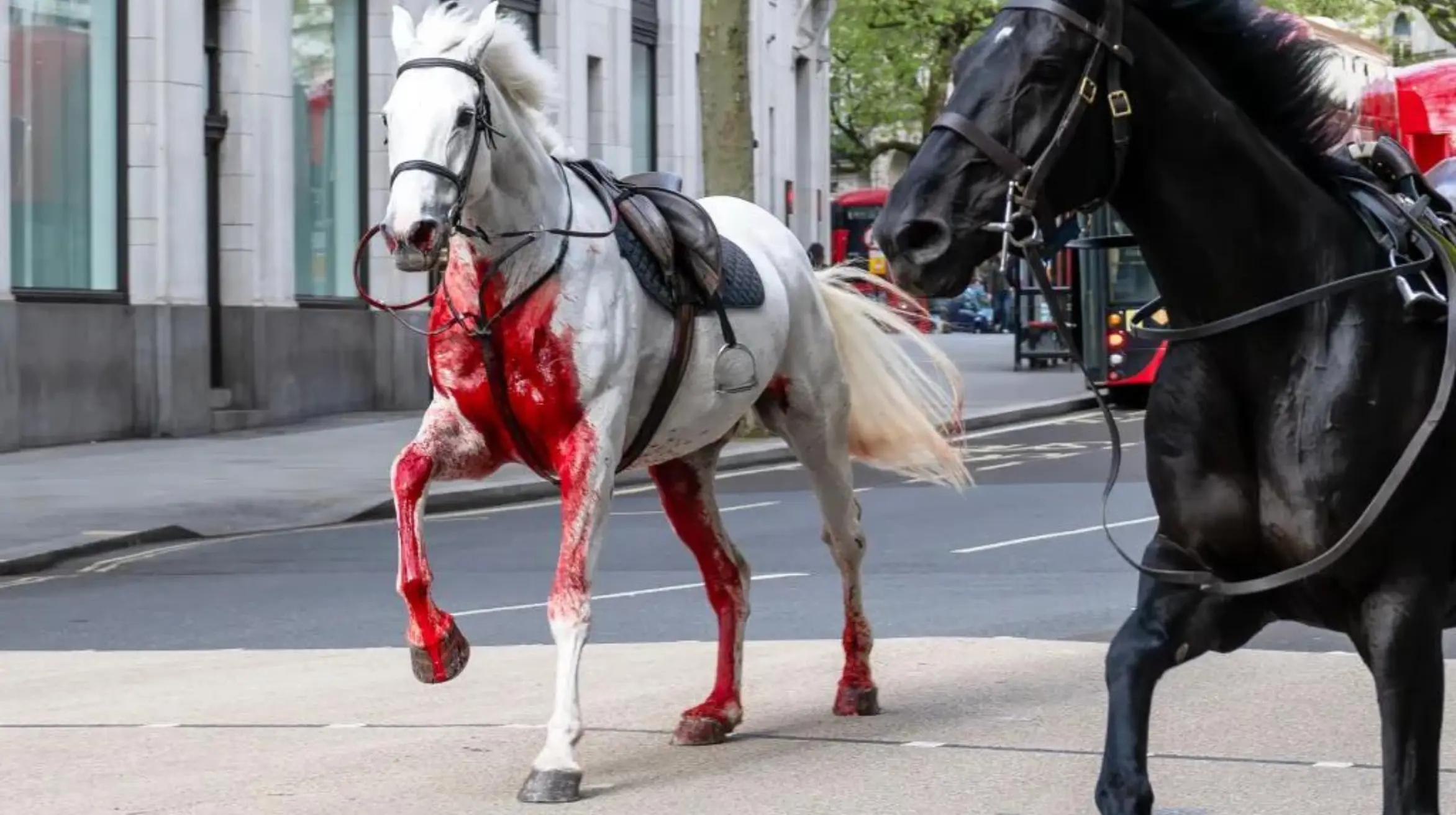 British Army Uncertain About Injured Horses' Return to Service