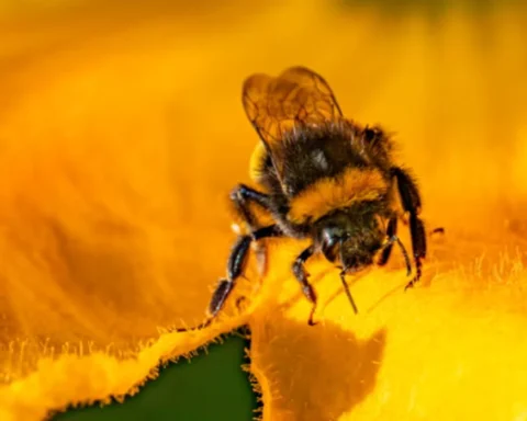 British government to ban bee-killing pesticides, except for some toxic ones