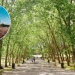 Crystal Palace Park to host festive winter events in Bromley