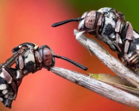 Cuckoo Bees Capture Top Prize in Insect Photography Competition