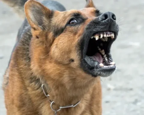 Dealing with Dangerous Dogs