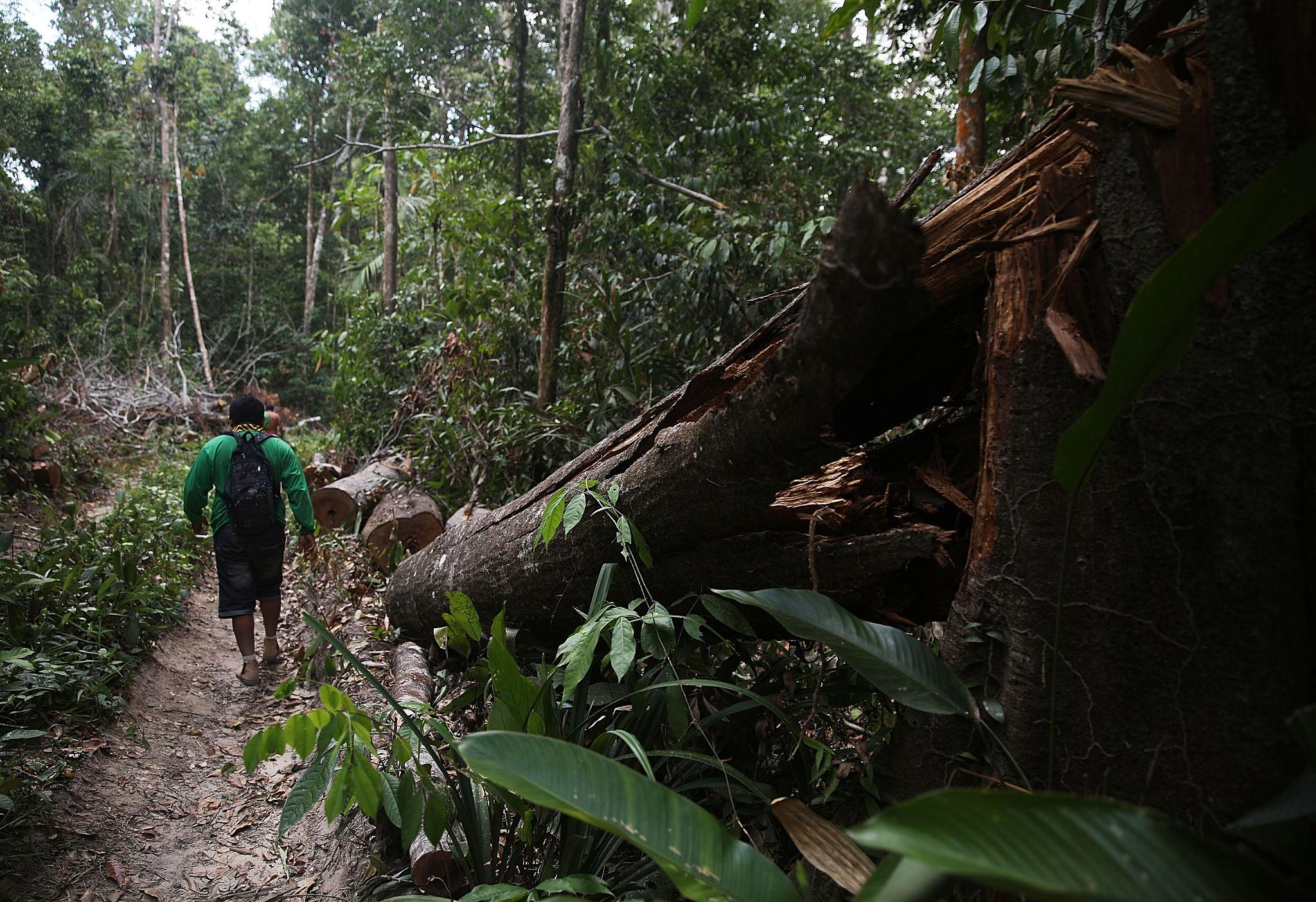 Aerial view of Amazon rainforest during Brazil deforestation crisis