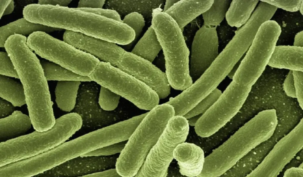 E. coli Surge Growing Cases in UK