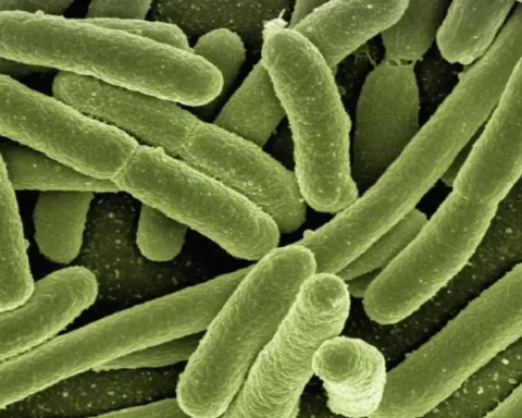 E. coli Surge Growing Cases in UK