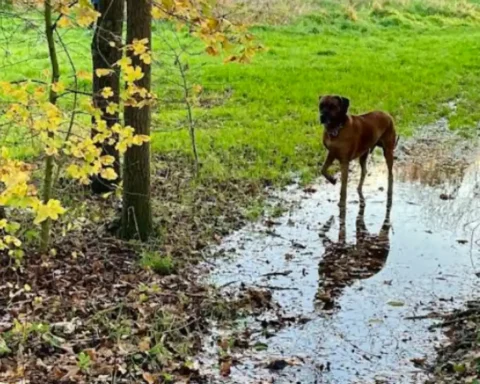 Ealing groups oppose 17.5m mast on Brentham Meadows