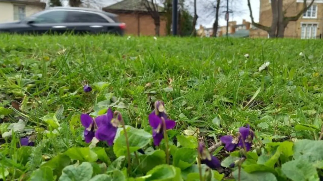 Lambeth's Bee Roads featured in TfL's biodiversity report