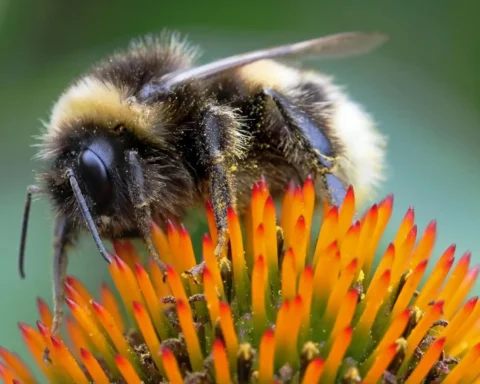 London's annual pollinator count tracking Bees, Butterflies, and Moths