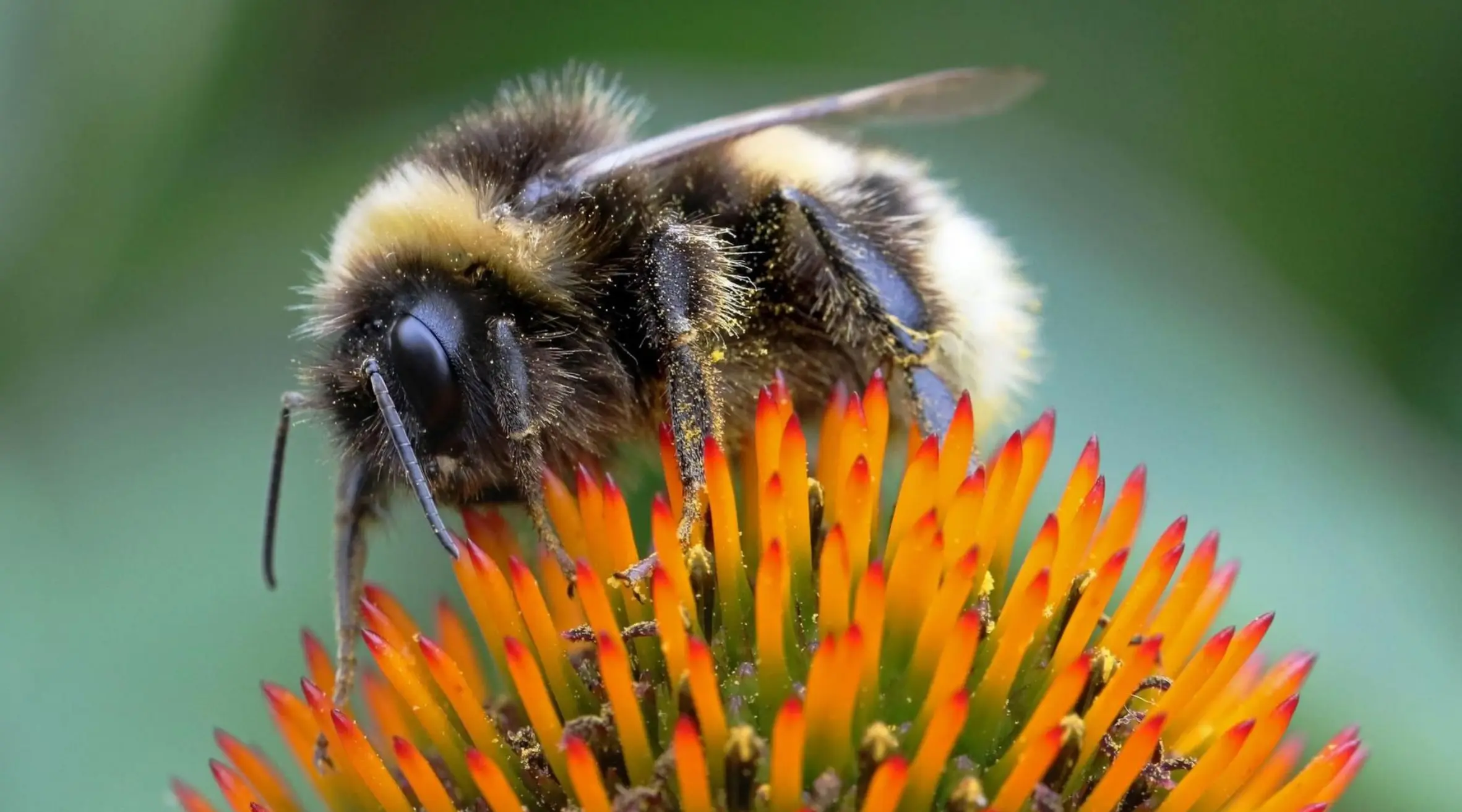 London's annual pollinator count tracking Bees, Butterflies, and Moths