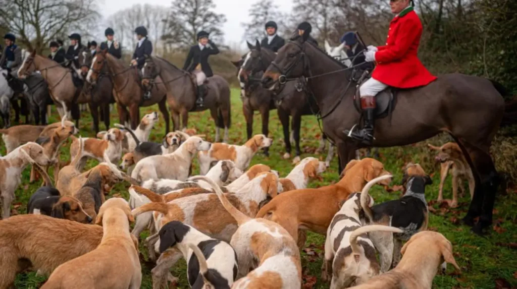 Ministers face backlash over Boxing Day hunt law changes