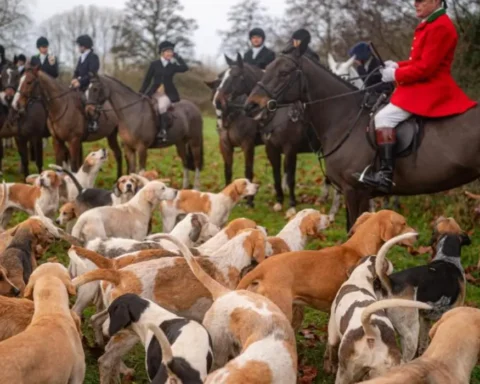 Ministers face backlash over Boxing Day hunt law changes