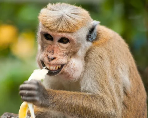 Monkeys spotted roaming streets in St. Louis