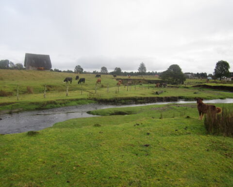 preserved structures at South America prehistoric site Monte Verde