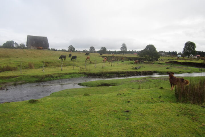 preserved structures at South America prehistoric site Monte Verde