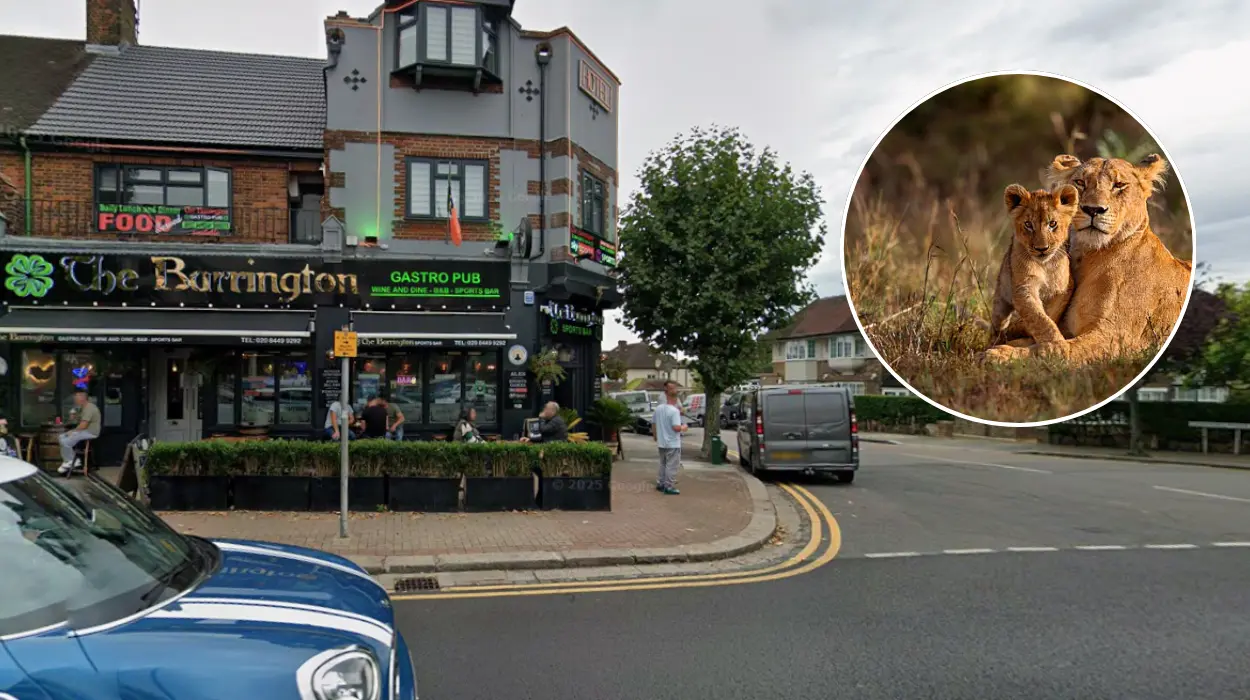 New Barnet Project Aims to Protect Threatened Wildlife