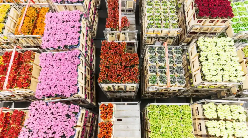 New border checks strain UK-EU plant trade relations